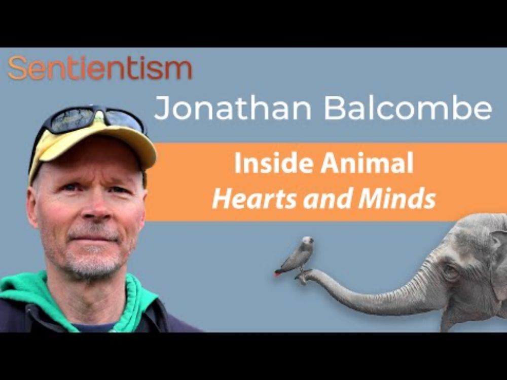 "Sentience is the bedrock of ethics" - Jonathan Balcombe - Sentientism 228