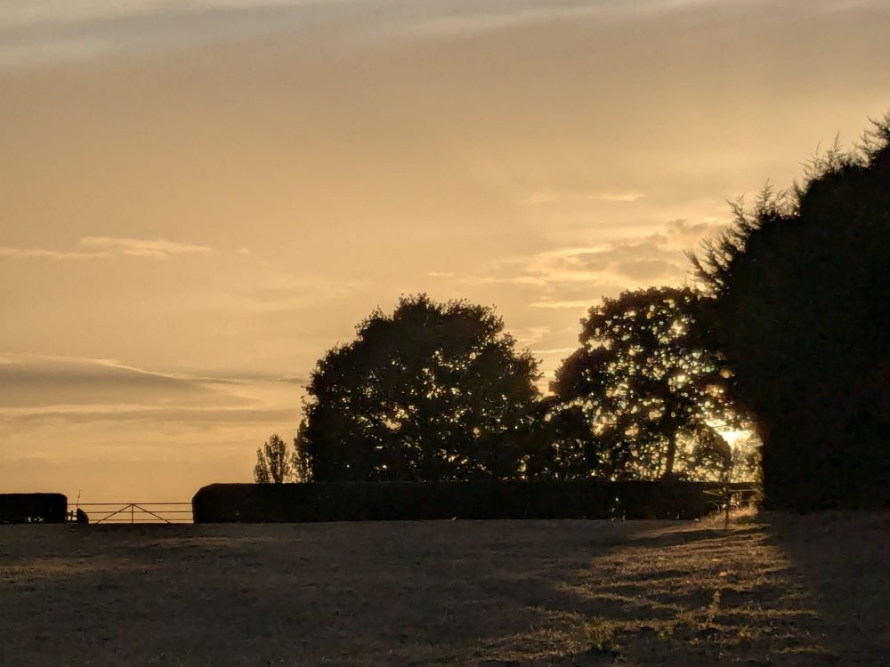 Sunset, just behind some tall hedges and trees. The sky is a pale orange colour; sunlight stream through the gaps. The trees are in silhouette.
