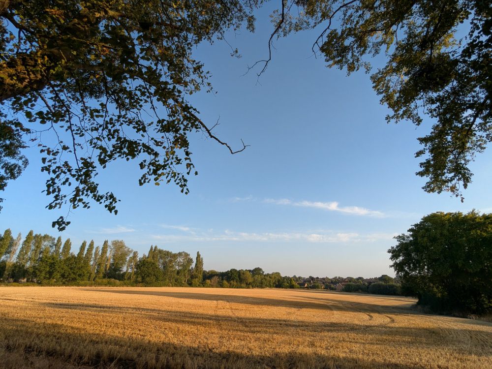 A cut wheat field, surrounded by tall and mature trees. The sky is mostly blue and clear.