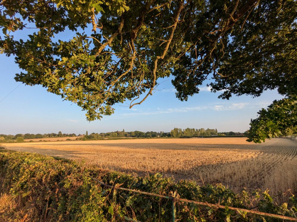 A harvested cereal field. In front of it is an old metal fence, and a hedge. Above the fence are the branches and leaves of a tree.