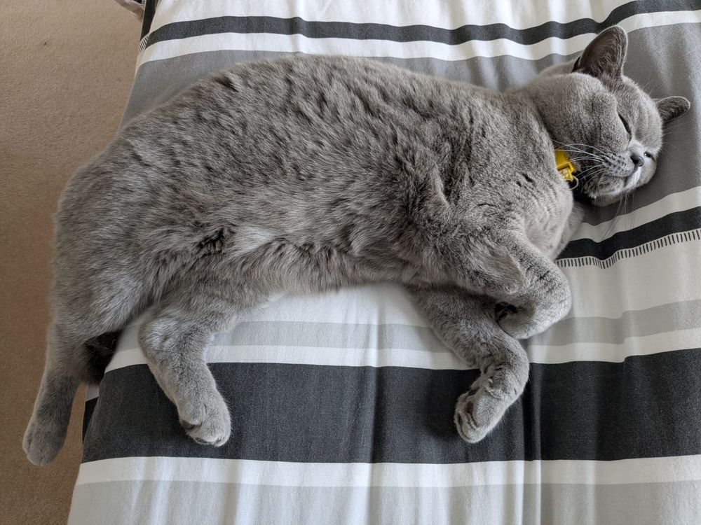 A grey cat, asleep on a striped bed. The cat is mostly on the bed, though one rear leg and her butt is hanging off the side.