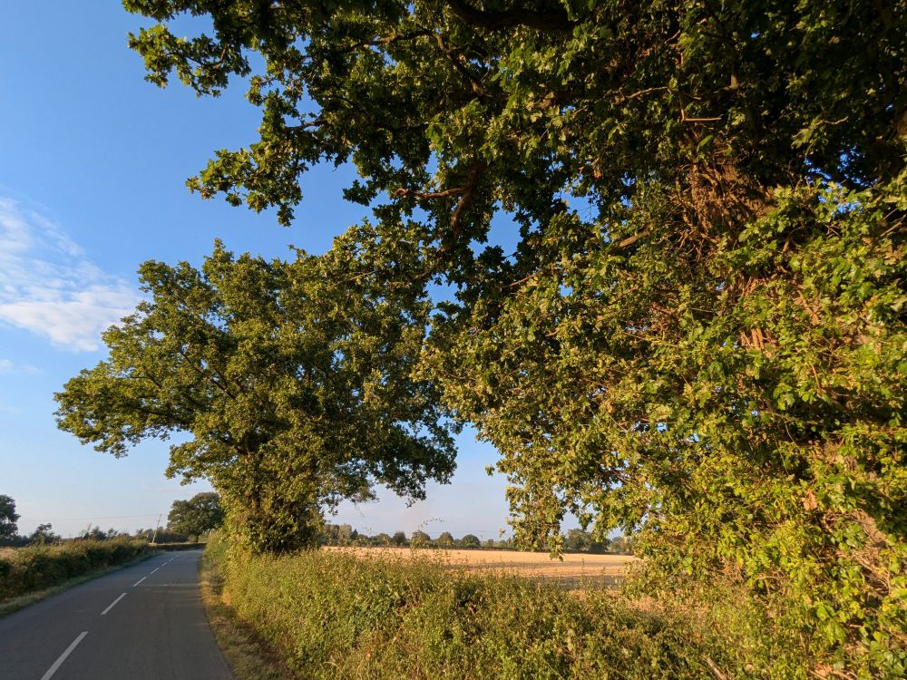 A double track country lane, next to a hedge and a mature, leafy, tree.