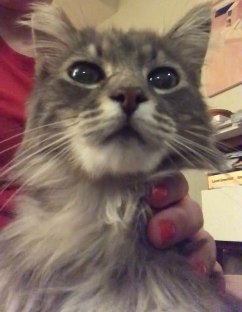 A slightly scraggly looking gray tabby cat, being held and petted by her human.