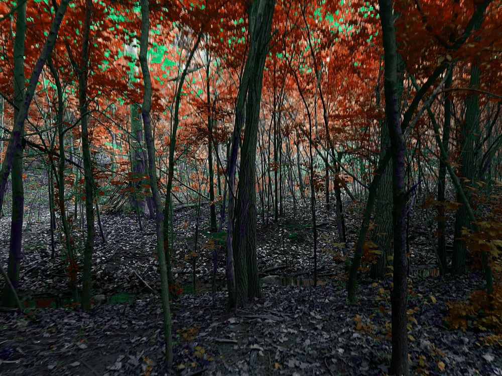 Slow strobe of changing colours of leaf foliage of a dense stand of trees. Original photo shot in Cedarvale ravine Toronto 