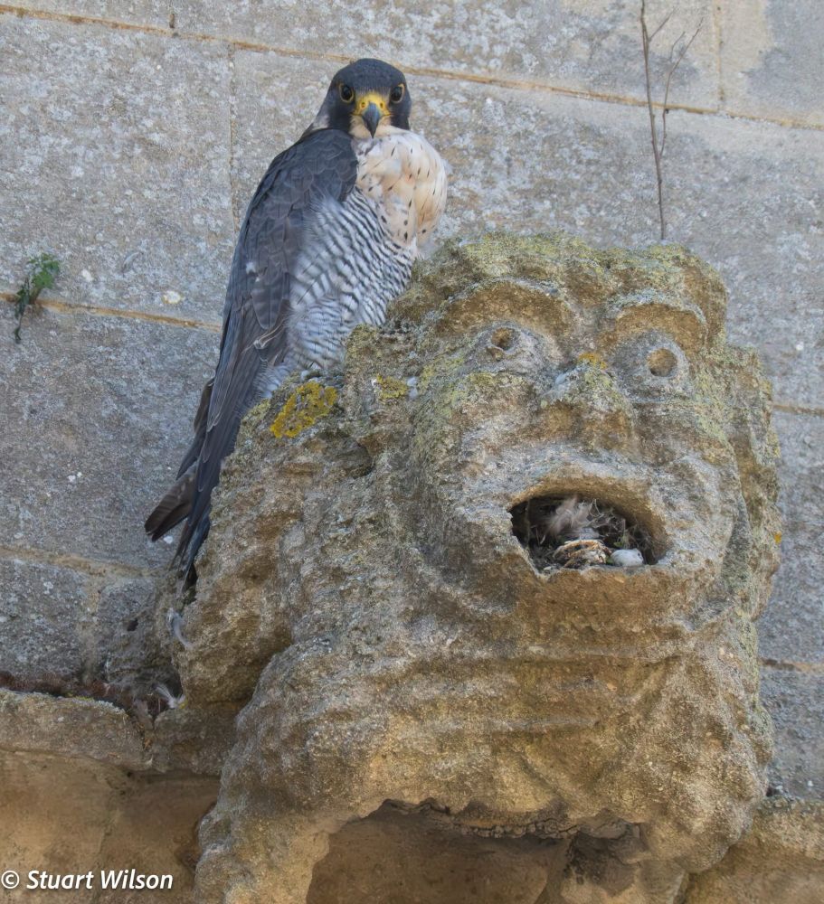 Falcon sitting in gargoyle of All Saints’ church in Stamford