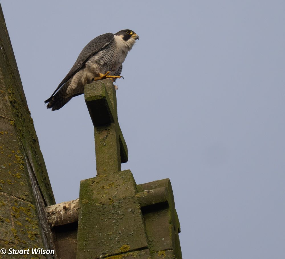 Adult tiercel sitting on cross above spire window