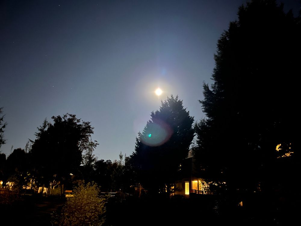 Harvest moon over trees 