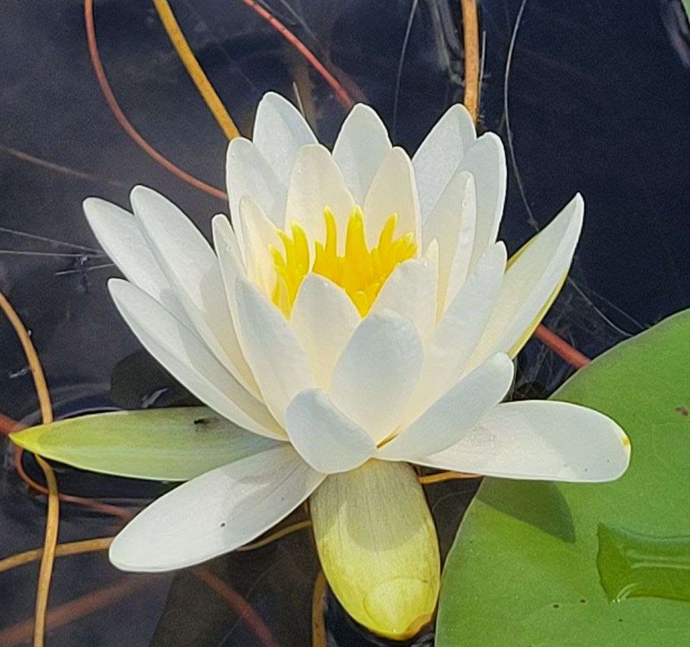 Bloom of the white water lily, Nymphaea odorata. My favorite. Most people's favorite!
