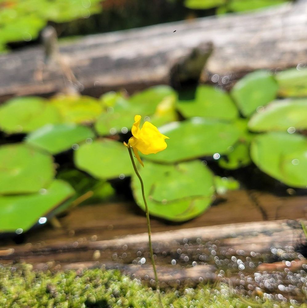 The tiny flower of an aquatic plant. It is yellow and looks like a tiny orchid on a very thin stem held above the damp plant. 