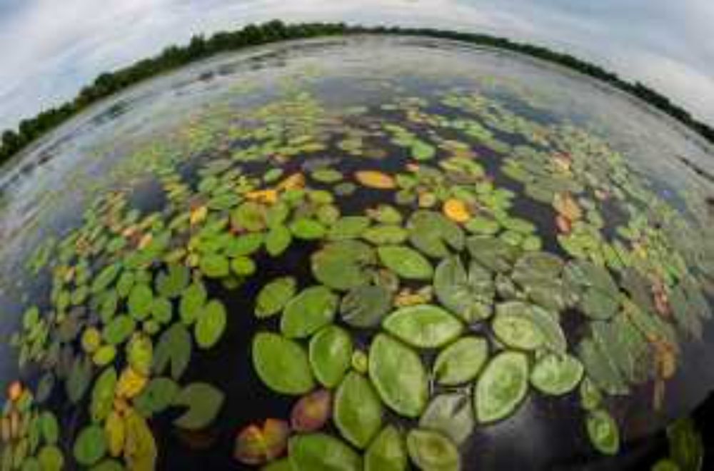 MSU scientists working to understand distribution of Michigan’s native, invasive aquatic plants - AgBioResearch