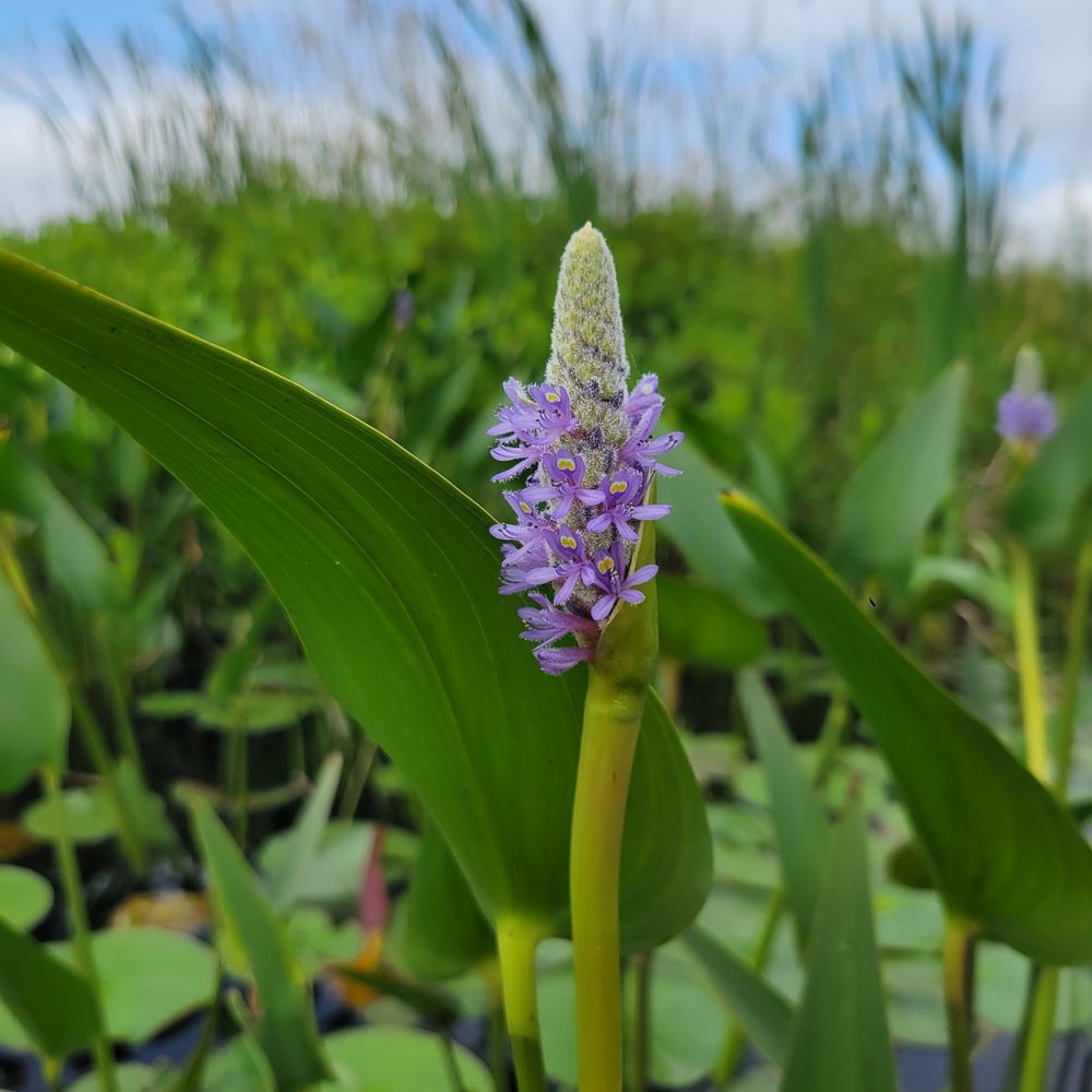 The purple flower spike of pickerelweed, Pontederia cordata, just coming into bloom, surrounded by arrow-shaped green waxy leaves. 