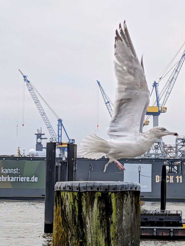 Eine Möwe hebt von einem hölzernen Poller ab, vor der Kulisse des Hamburger Hafens, direkt vor Dock 11.

Hamburg 
Altona 