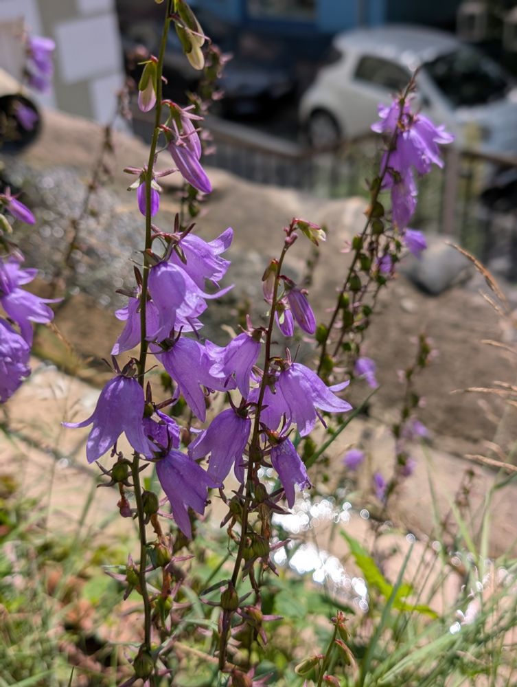 Mehrere Stengel der Glockenblume an einer sehr kargen Stelle am Wegesrand.
Hamburg
Blankenese 