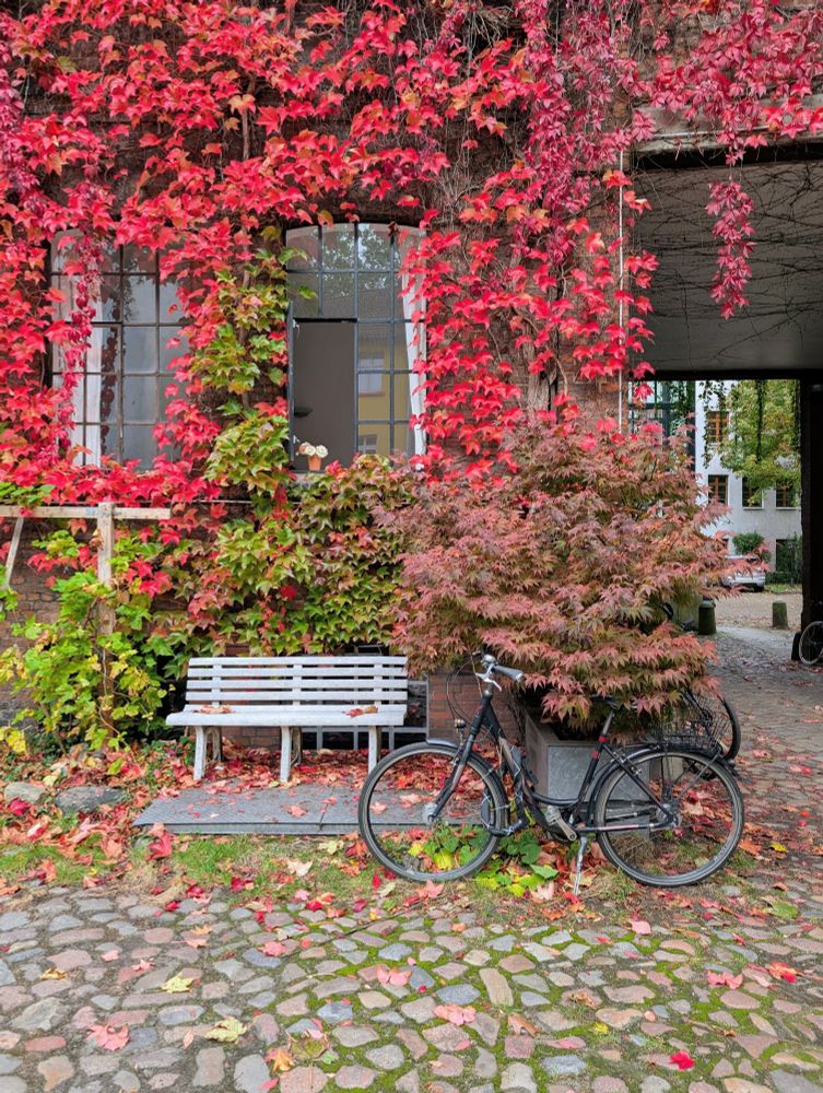 Ein idyllischer Hinterhof mit Kopfsteinpflaster. Die Fassade ist über und über mit rotem Laub bedeckt.
Ein Fenster ist geöffnet, ein kleiner Rosenstrauß steht auf der Fensterbank.

Hamburg 
Ottensen 