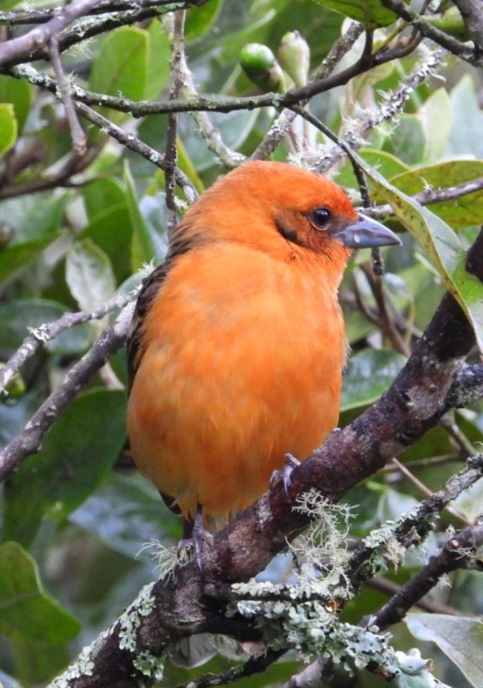 A fiery orange bird.