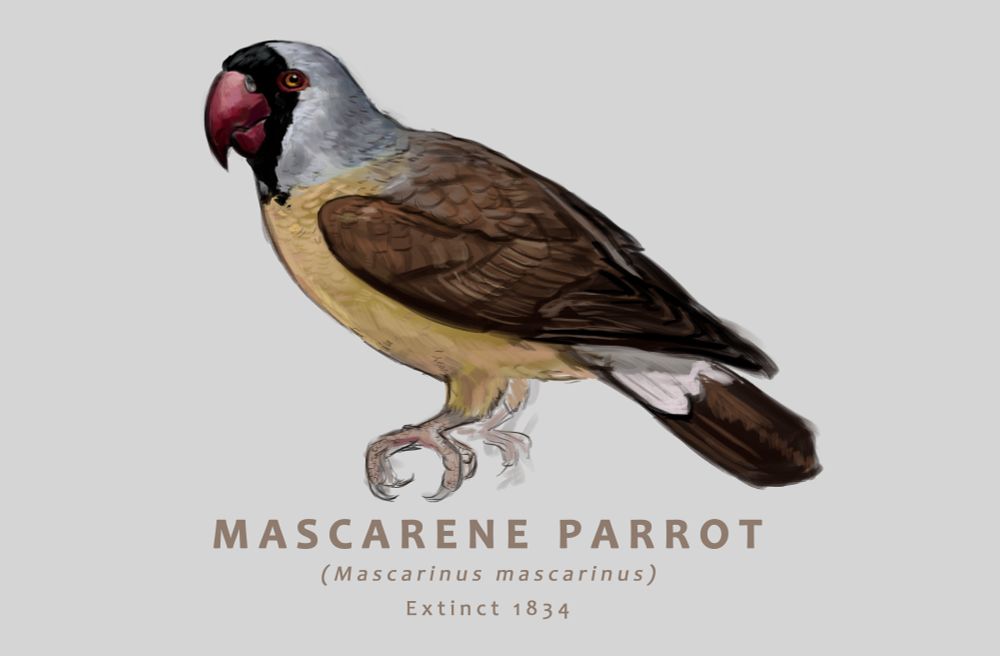 An illustration of a mascarene parrot - Mascarinus mascarinus - extinct circa 1834. A robust parrot with a cherry red beak, a grey head with a black mask, an ochre belly and a chocolatey brown back.