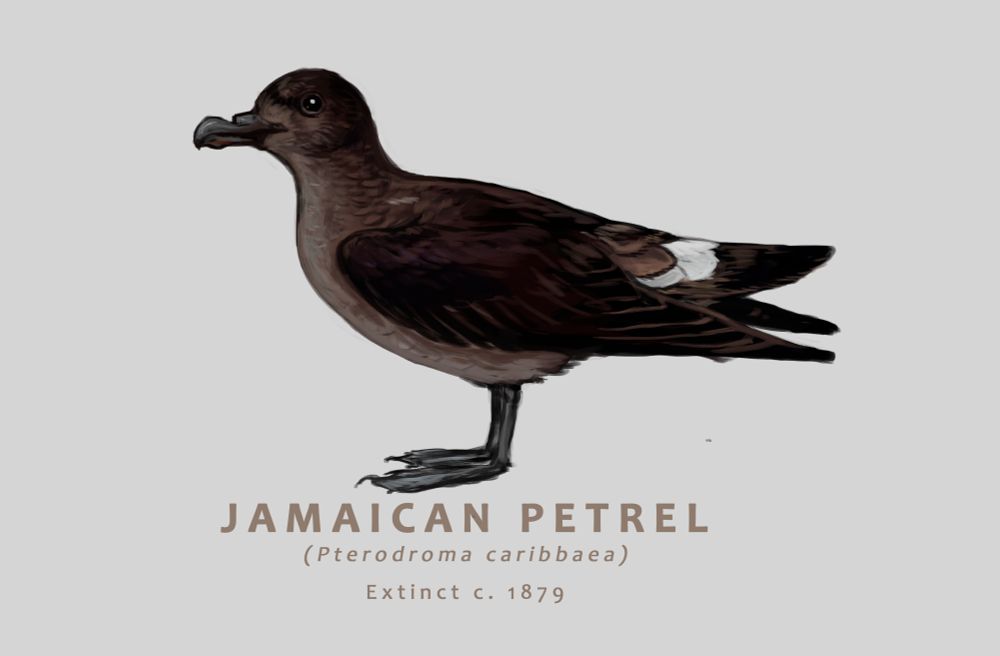 Jamaican Petrel was Pterodroma caribbea, extinct circa 1879. It is depicted as a typical dark petrel with a white rump.