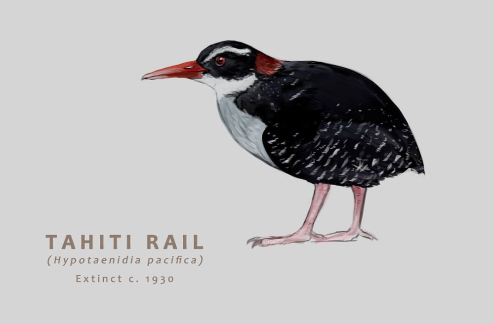 An illustration of a Tahiti Rail - Hypotaenidia pacifica, extinct circa 1930. A dumpy, largely black rail with a bright red bill, a rust red patch on the back of its neck and a white throat and stripe above the eye. Its shoulders and wings also have some subtle white streaking.
