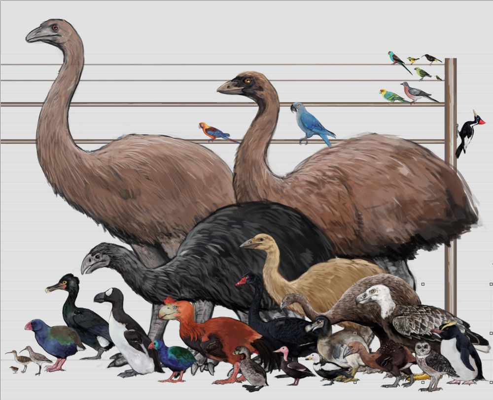 The extinct bird bird montage with added Paradise Parrot, Brace's Emerald, Muller's Elephant Bird, Haast's Eagle, Chatham Penguin, Slender-billed Curlew.