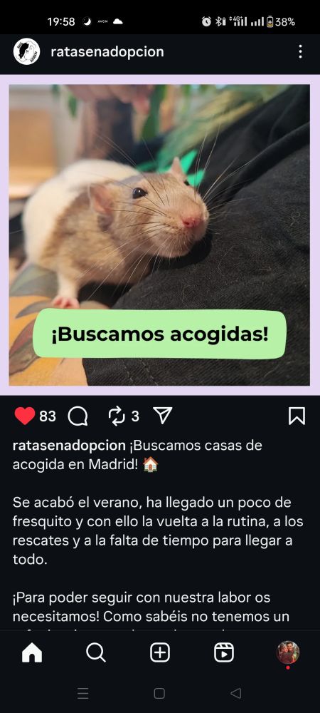 Post de ratasenadopcion en instagram detallando que necesitan casas de acogida en Madrid. Ellas se encargan de todos los gastos y de daros las jaulas, accesorios y comida. Solo necesitan casa y alguien que las cuide 