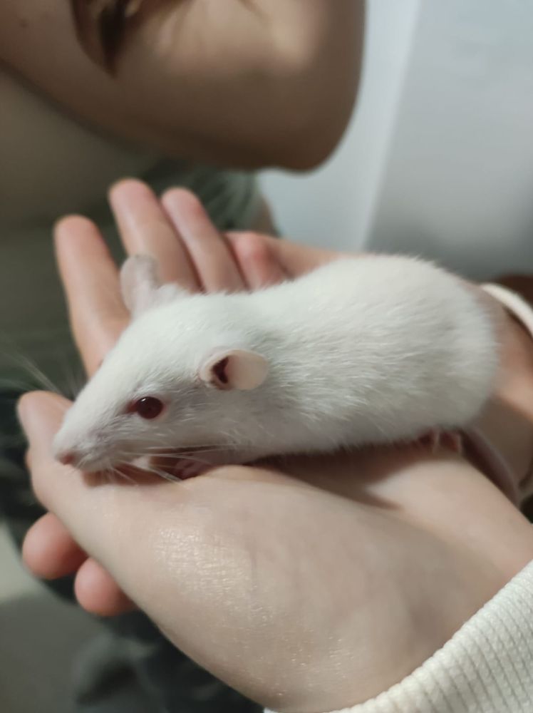 Rata bebé blanca de ojos rojos