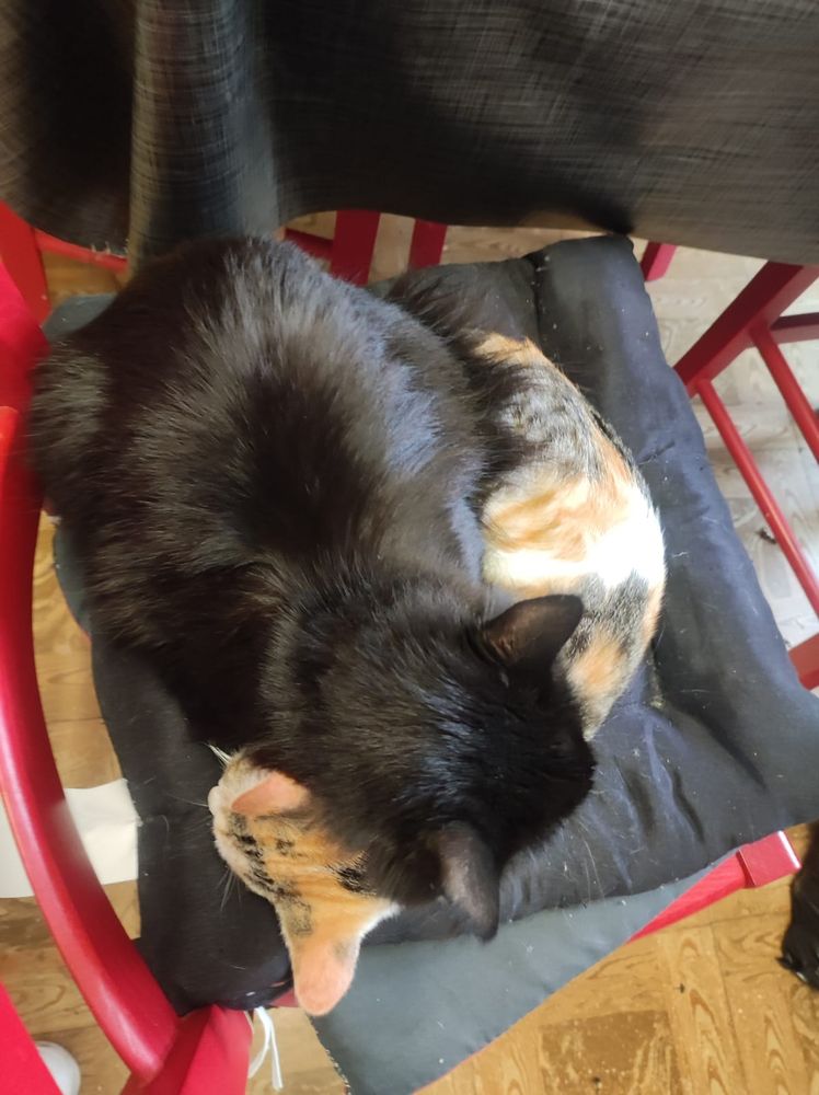 Gata tricolor dormida en una silla con gata negra encima de ella, dormida también 