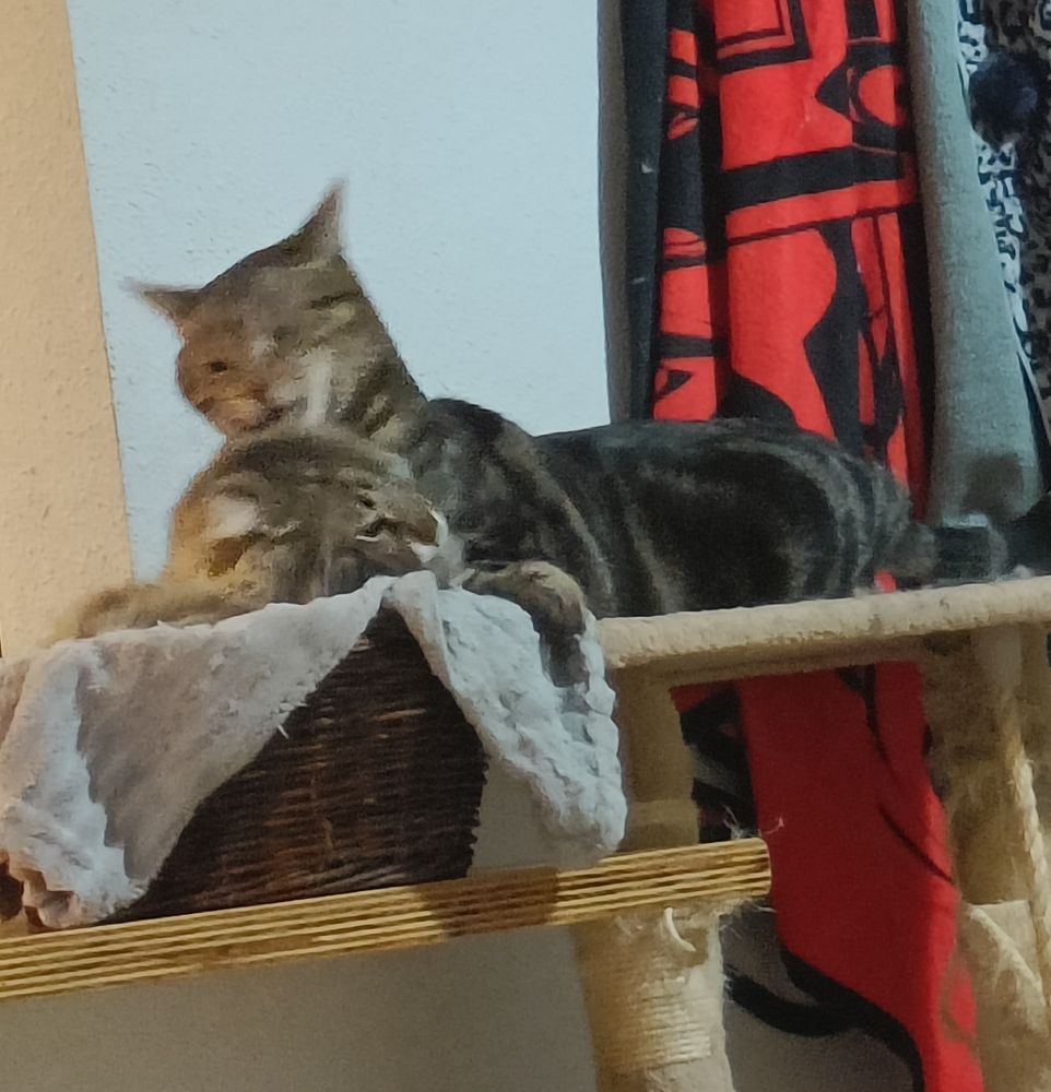 Una secuencia de fotos en la que se aproxima la tragedia.
Bambino limpiando a Peluso hasta que acaba en pelea
1