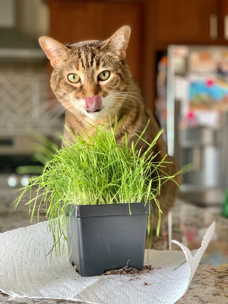 Cat licking her lips after eating cat grass