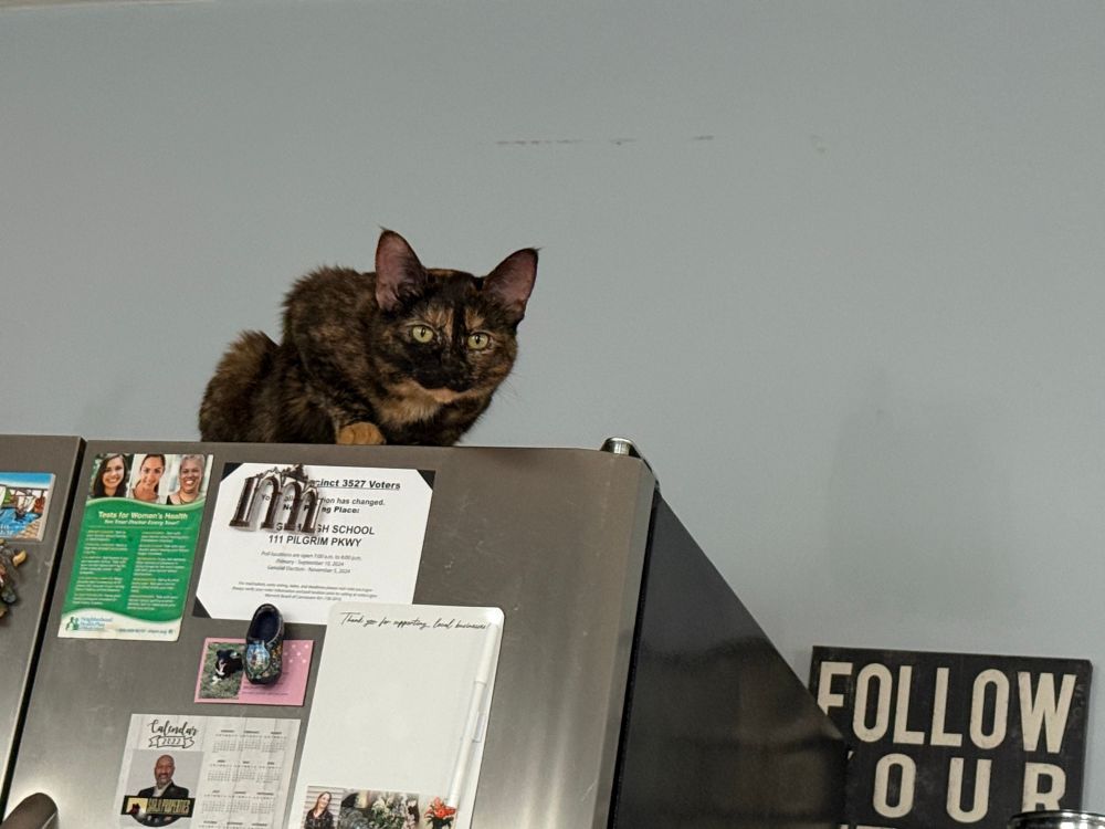 A cat sitting on top of a refrigerator staring down at the camera.