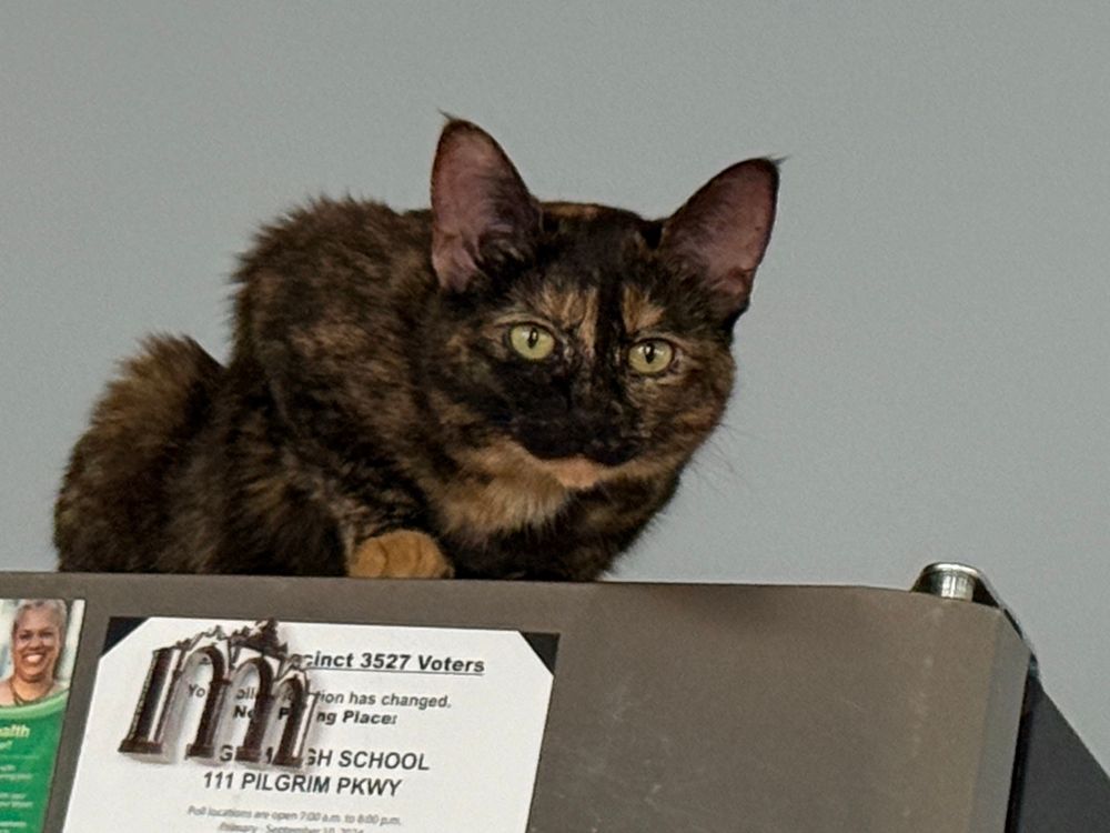 A tortoiseshell cat on top of a refrigerator.