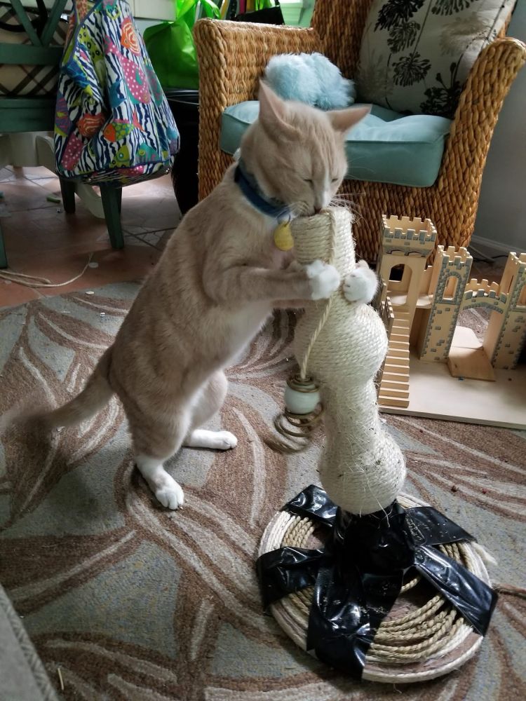 An orange tabby cat is hugging a scratching post tightly.