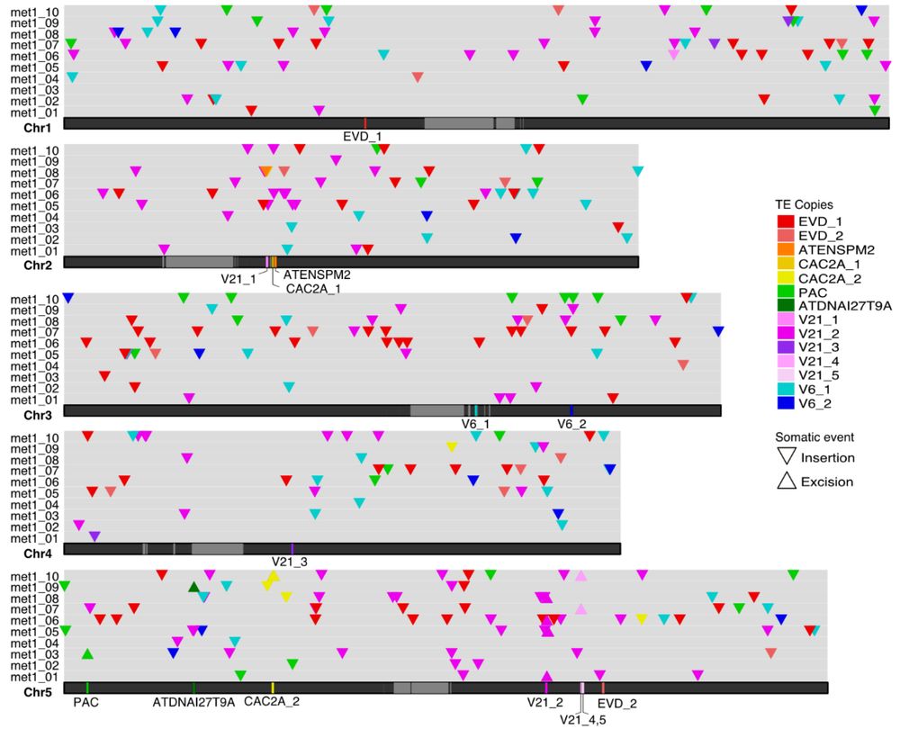 Diagram of somatic TE insertions across the A. thaliana genome