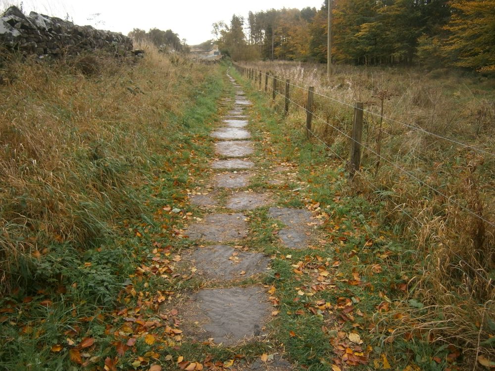 Walk 65 of the year out on Portgate to Heavenfield section of Hadrian's Wall Path National Trail, this morning (06/10/2025). Little bit of work done to keep everything tidy, clearing drains and raking leaves. Walking east in Military Road Plantation. Wall mile 23.