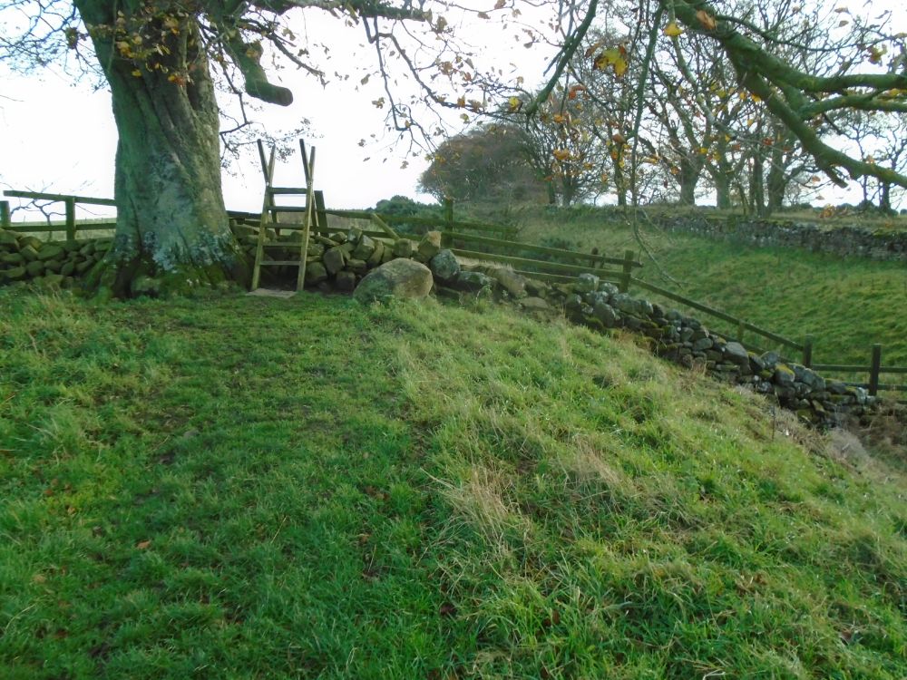 Wooden ladder A stile under the Beech tree. Walking east beside the north ditch in Wall mile 25. Hadrian's Wall Path National Trail.