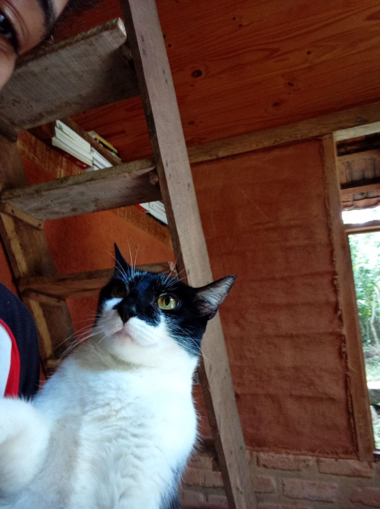 Foto de uma gatinha branco e preto 