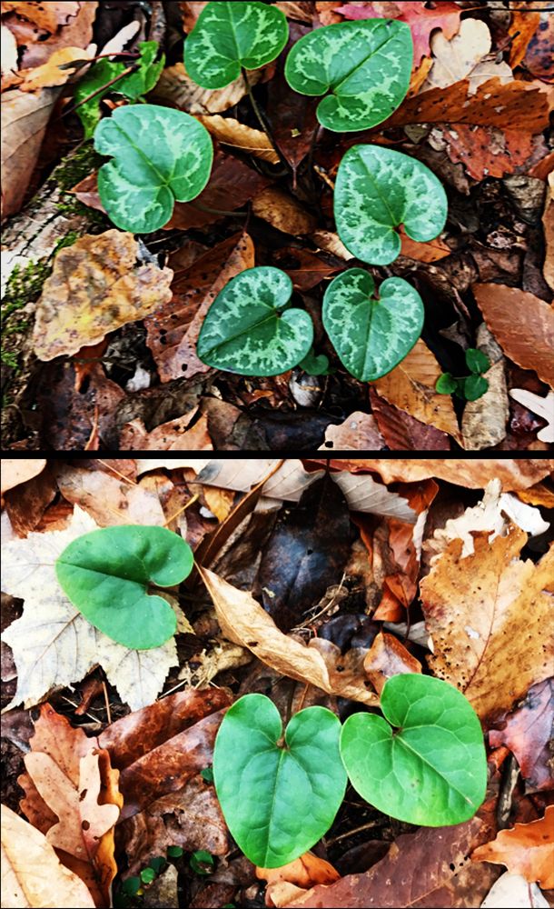 Top panel showing Hexastylis plant with variegated leaves. Bottom panel showing Hexastylis plant with uniformly green leaves 