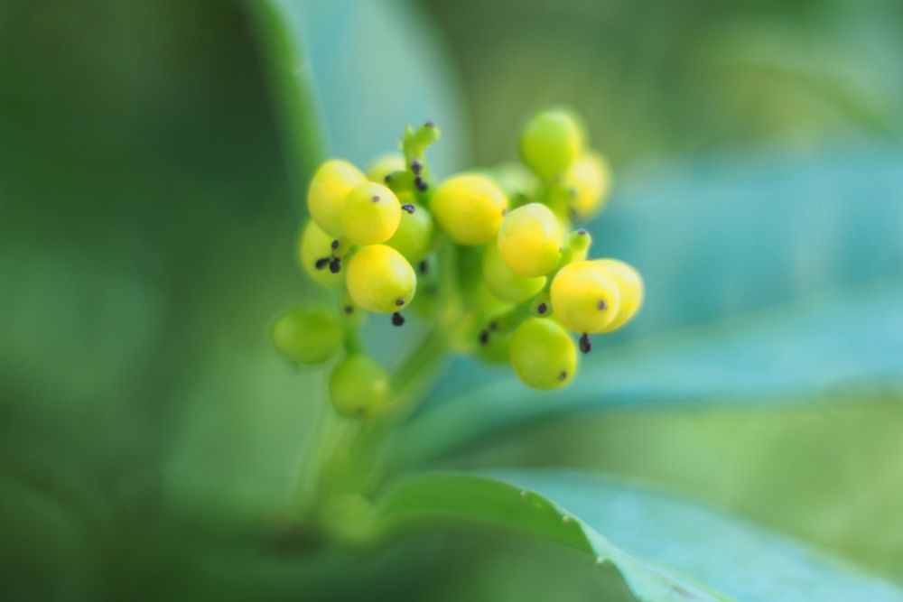 黄色く色付き始めたキミノセンリョウの実