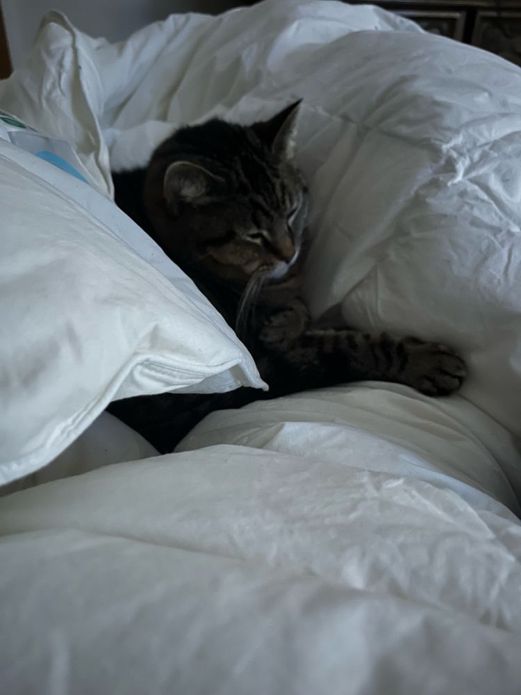 Cat in a blanket cloud.