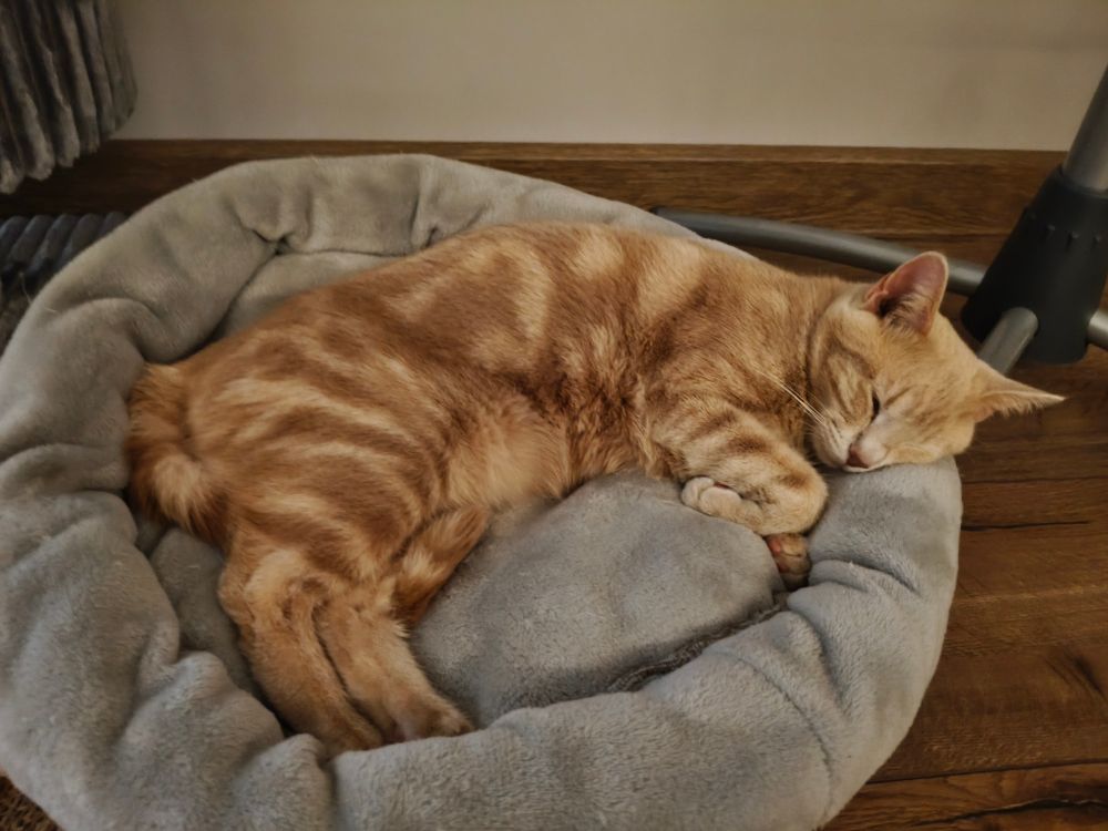 Бежевая кошка спит на серой лежанке 