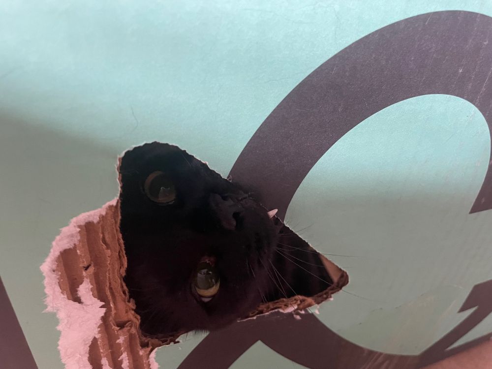 Philip the black cat peeks through a hole in a cardboard box. He is biting the edge of the hole, exposing a single fang.