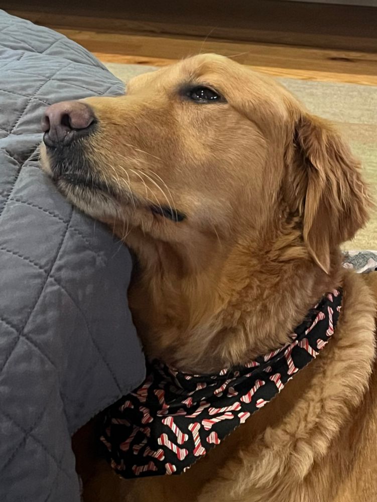Dog with chin resting on footstool.