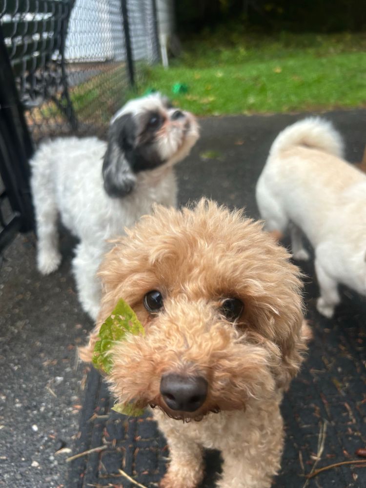 Mae, a mini poodle, with a small green leaf stuff in the hair on her muzzle area. Zoe and Wilbur, two small dogs, are just behind her. 