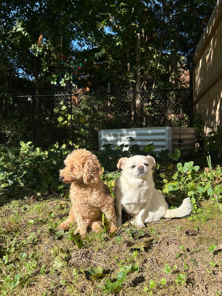 Two small dog friends, poodle and chihuahua, sitting in the sun. 