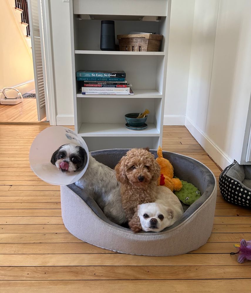 Three small dogs sit in their dog bed waiting for breakfast. One dog, the black and white Shih Tzu named Zoe is wearing an Elizabethan collar, Mae the little brown poodle is in the middle, and Wilbur, the little chihuahua, is on the right. 