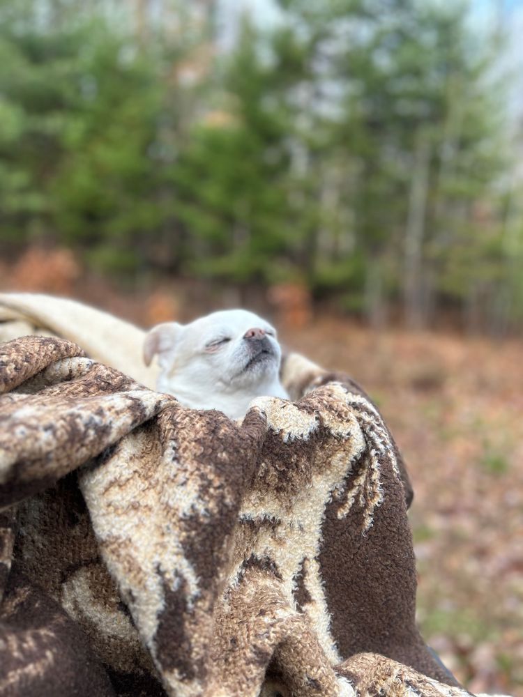 Wilbur, a Chihuahua, enjoying the autumn air 
