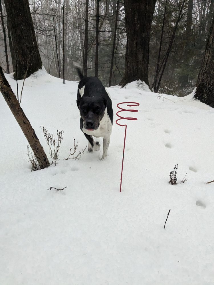 A black and white pointer dog walking towards the camera with the tip of her tongue sticking out. 