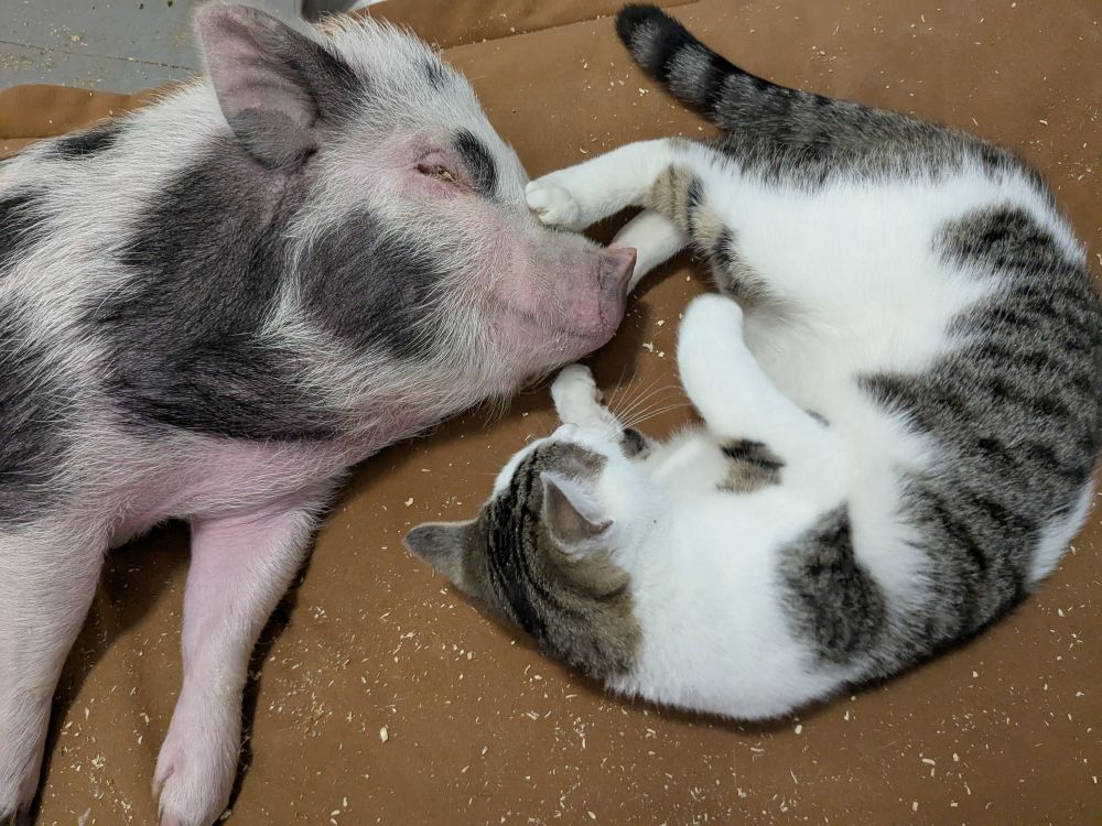 Spock the kitten laying curled up around Mooch's snout with one back paw pressing between his eyes.  Mooch is laying on his side, relaxed with his eyes half open.