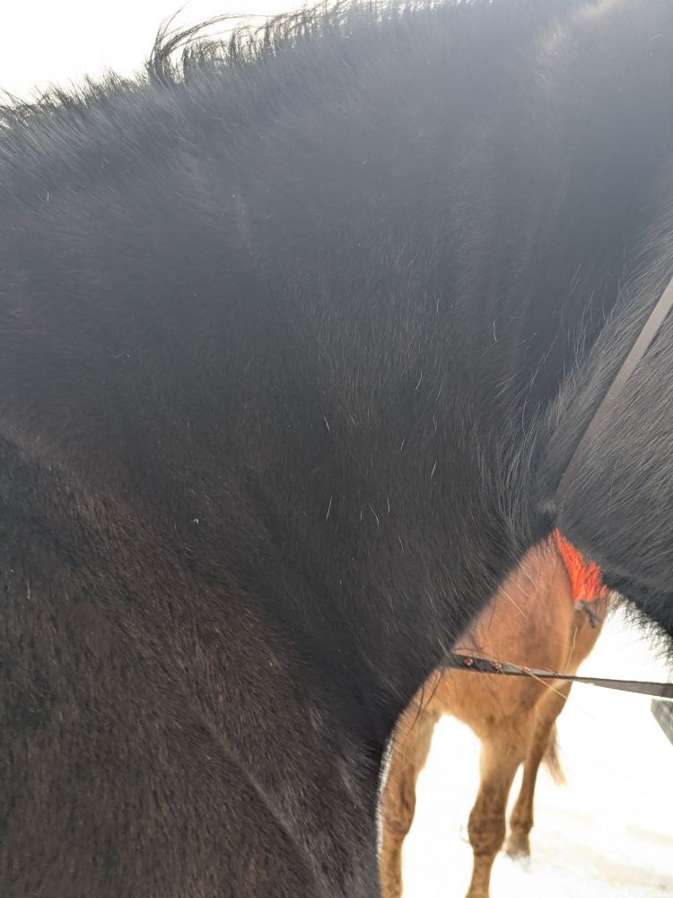 Photo of a large black horse neck with 5-7 grey hairs newly sprouted. 
