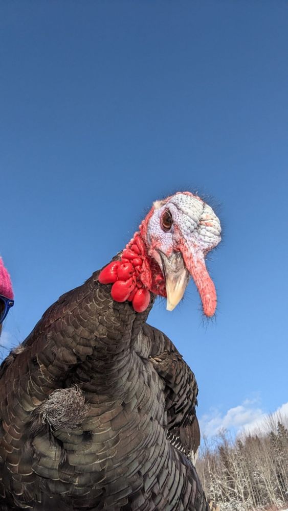 Male turkey staring down into the camera with a clear blue sky as background.