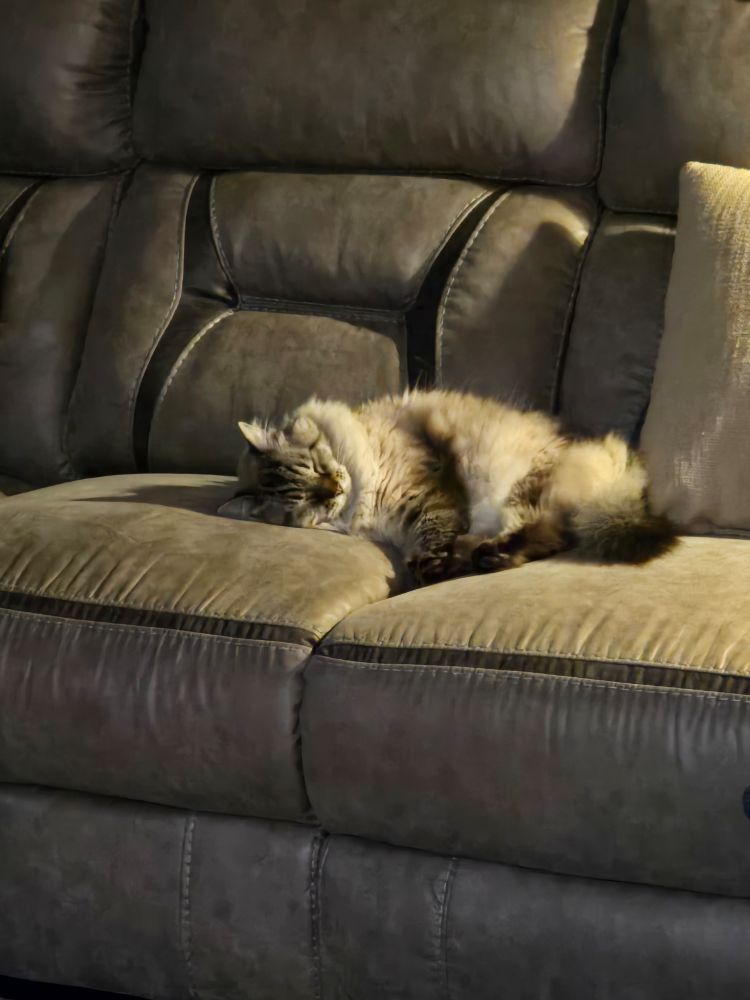 My old girl kitty (15 yrs!) snoozing in her favorite spot on our couch.